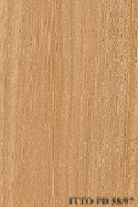 Taiúva (Maclura tinctoria) em 2023