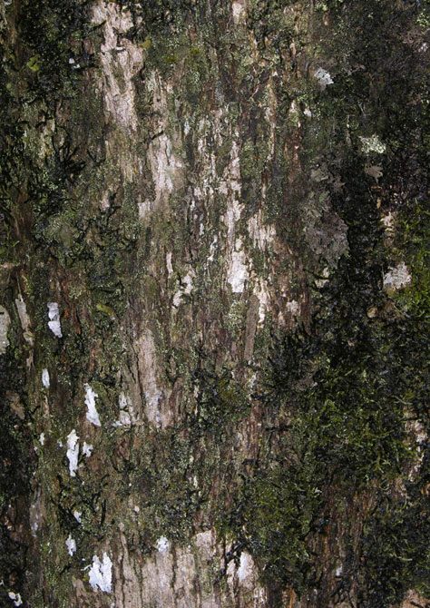 File:A teca (Tectona grandis) também chamada de teak ou djati é