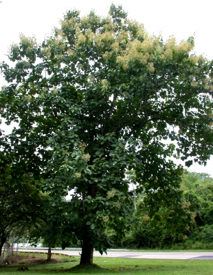 File:A teca (Tectona grandis) também chamada de teak ou djati é